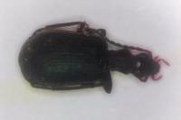 Brachinus crepitans