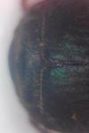 Brachinus crepitans