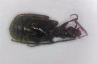 Brachinus crepitans