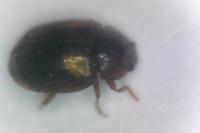 Rhyzobius chrysomeloides