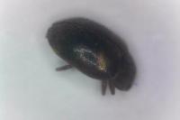 Rhyzobius chrysomeloides