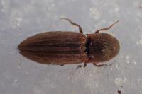 Agriotes lineatus