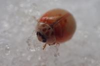 Adalia decempunctata