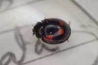 Exochomus quadripustulatus
