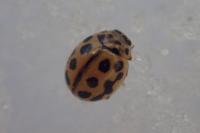 Tytthaspis sedecimpunctata