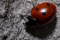 Coccinella septempunctata