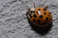 Harmonia axyridis