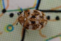 Anthrenus verbasci