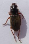 Pseudoophonus rufipes