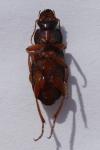 Pseudoophonus rufipes