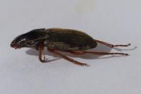 Pseudoophonus rufipes