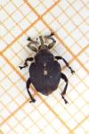 Mononychus punctumalbum