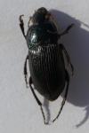 Harpalus dimidiatus