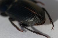 Harpalus dimidiatus