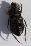 Harpalus dimidiatus