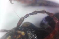 Harpalus dimidiatus