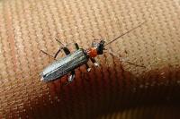 Oedemera croceicollis