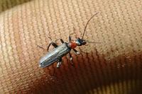 Oedemera croceicollis