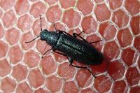 Psilothrix viridicoerulea