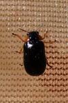 Smaragdina aurita