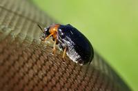 Smaragdina aurita