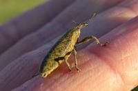 Lixus pulverulentus