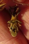 Lixus pulverulentus