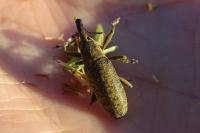 Lixus pulverulentus