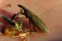 Lixus pulverulentus