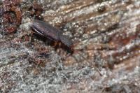 Uleiota planatus