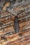Uleiota planatus