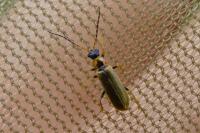 Rhagonycha nigriventris