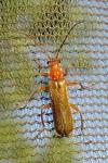 Cantharis rufa