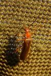 Cantharis rufa