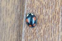 Harmonia axyridis