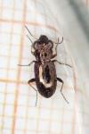 Notiophilus rufipes