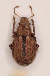 Strophosoma melanogrammum