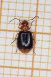 Lebia marginata