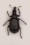 Deporaus betulae