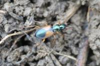 Anchomenus dorsalis