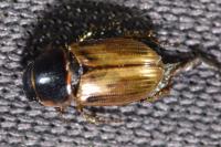 Melinopterus sphacelatus