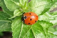 Coccinella septempunctata