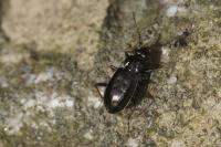 Loricera pilicornis