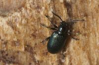Oulema gallaeciana