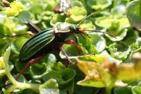Carabus auronitens