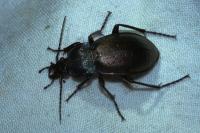 Carabus nemoralis
