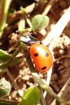 Coccinella septempunctata