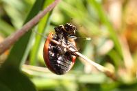 Coccinella septempunctata