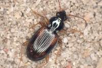 Bembidion tetracolum