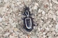 Bembidion azurescens
